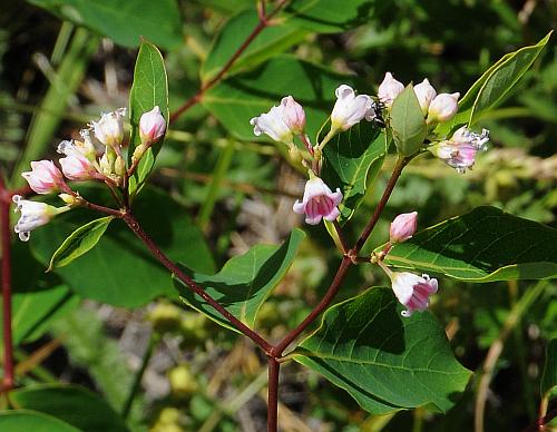 Apocynum_androsaemifolium_inflorescence2.jpg