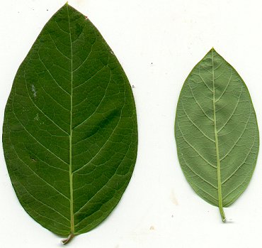 Apocynum_androsaemifolium_leaves.jpg