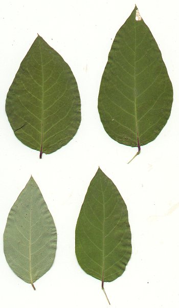 Apocynum_androsaemifolium_pressed_leaves.jpg