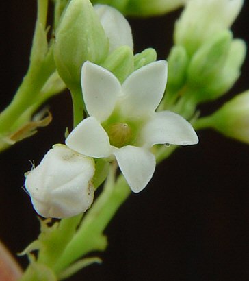 Apocynum_cannabinum_flower.jpg