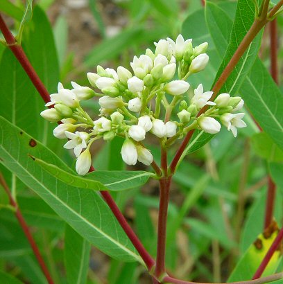 Apocynum_cannabinum_inflorescence.jpg