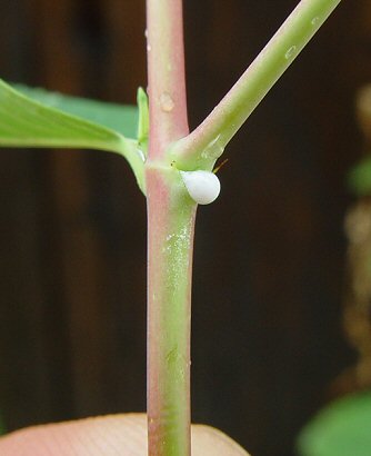 Apocynum_cannabinum_stem2.jpg