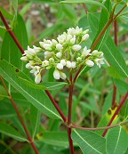 Apocynum cannabinum thumbnail