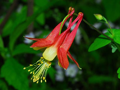 Aquilegia_canadensis_flower2.jpg