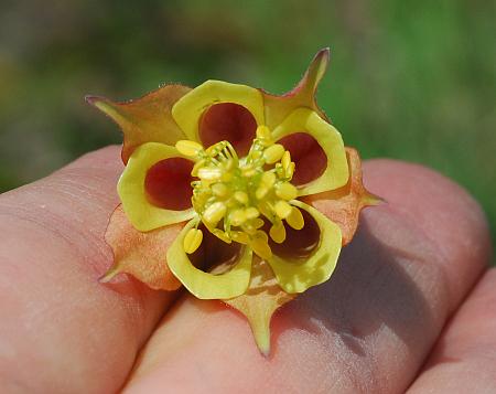 Aquilegia_canadensis_flower3.jpg