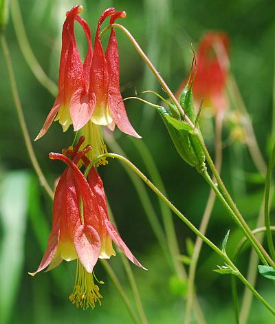 Aquilegia_canadensis_fruit.jpg