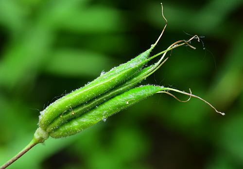 Aquilegia_canadensis_fruit2.jpg