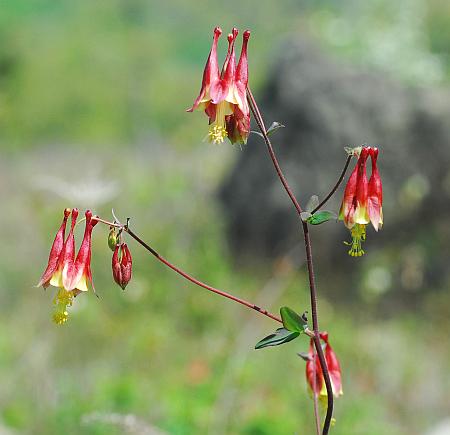 Aquilegia_canadensis_inflorescence.jpg