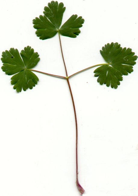 Aquilegia_canadensis_leaf.jpg