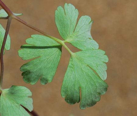 Aquilegia_canadensis_leaf2.jpg