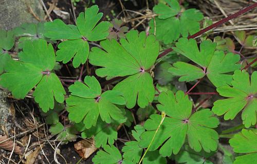 Aquilegia_canadensis_leaves.jpg