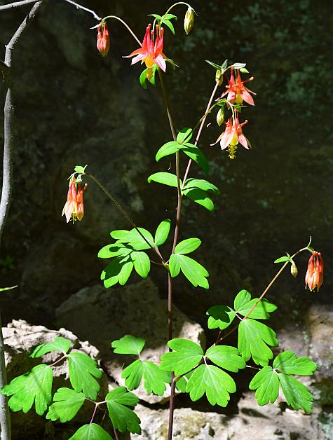 Aquilegia_canadensis_plant.jpg