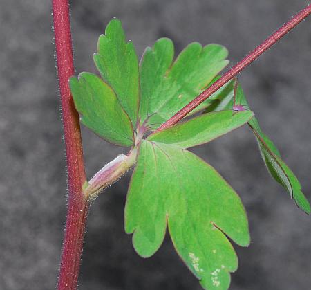 Aquilegia_canadensis_stem.jpg