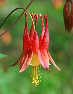 Aquilegia canadensis thumbnail