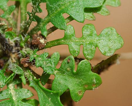 Arabidopsis_lyrata_basal1.jpg