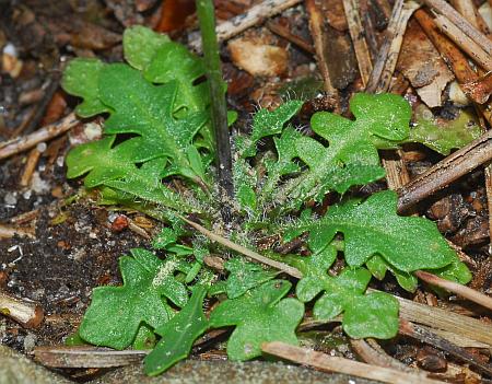 Arabidopsis_lyrata_basals.jpg