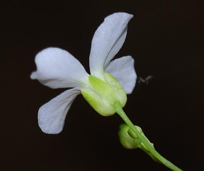 Arabidopsis_lyrata_calyx.jpg