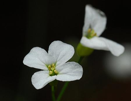 Arabidopsis_lyrata_corolla.jpg