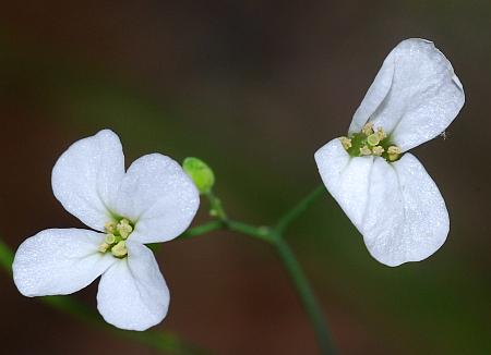 Arabidopsis_lyrata_corolla2.jpg