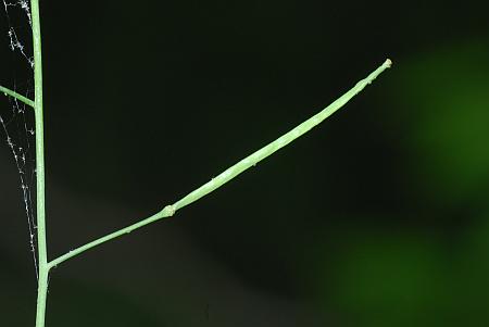 Arabidopsis_lyrata_fruit.jpg