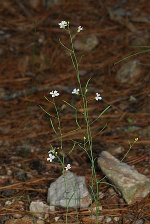 Arabidopsis_lyrata_habit.jpg