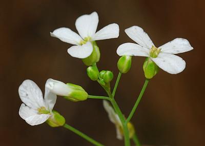 Arabidopsis_lyrata_inflorescence.jpg