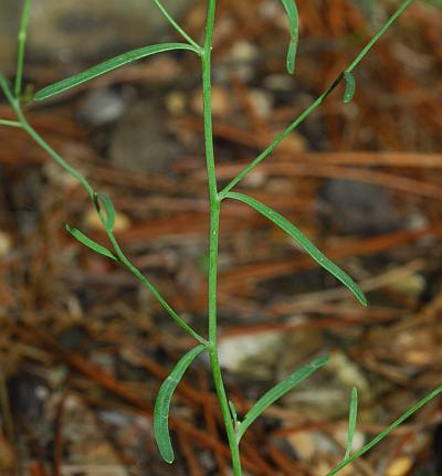 Arabidopsis_lyrata_leaves.jpg