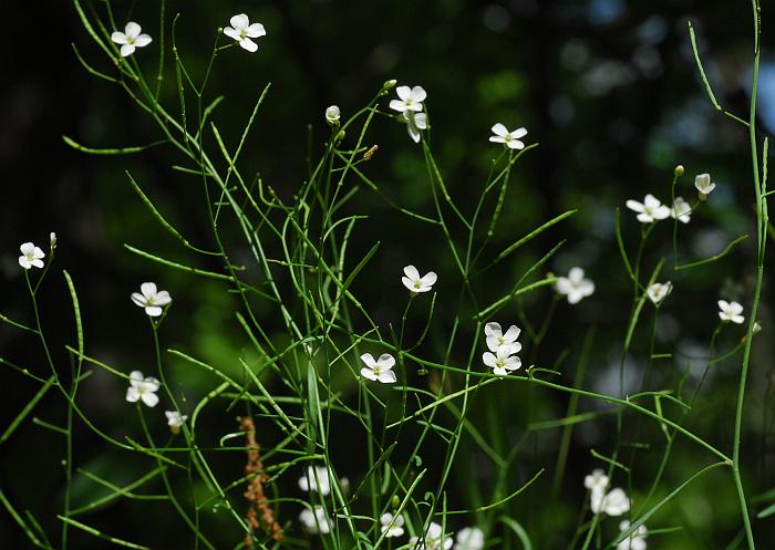 Arabidopsis_lyrata_plant.jpg