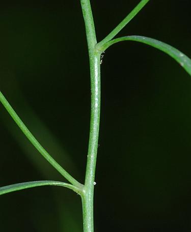 Arabidopsis_lyrata_stem.jpg