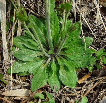 Arabidopsis_thaliana_basal_rosette.jpg