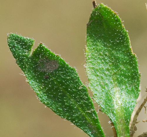 Arabidopsis_thaliana_basals2.jpg