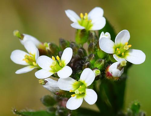 Arabidopsis_thaliana_flowers1.jpg