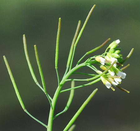 Arabidopsis_thaliana_fruits2.jpg