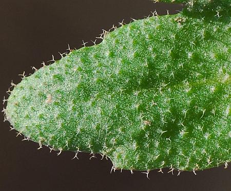 Arabidopsis_thaliana_hairs.jpg