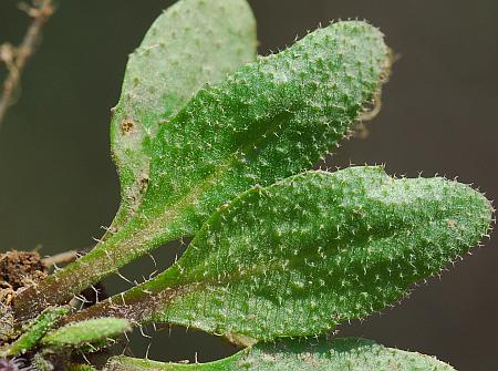 Arabidopsis_thaliana_leaf1.jpg