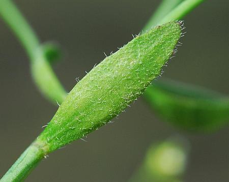 Arabidopsis_thaliana_leaf2.jpg