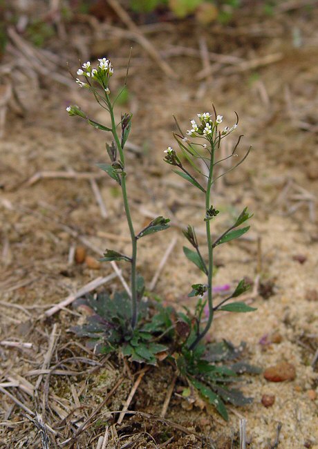 Arabidopsis_thaliana_plant.jpg