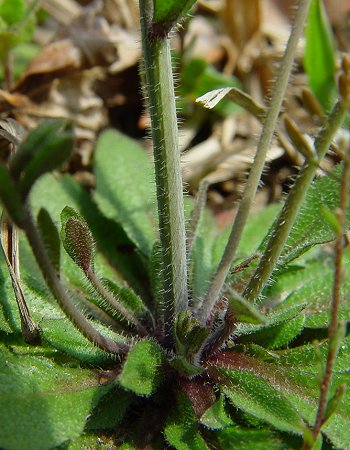 Arabidopsis_thaliana_stem.jpg