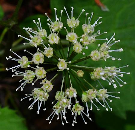 Aralia_nudicaulis_flowers.jpg