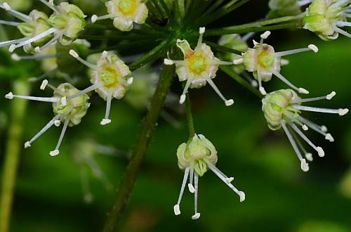 Aralia_nudicaulis_flowers2.jpg