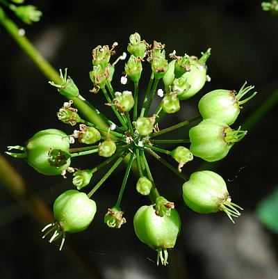 Aralia_nudicaulis_fruits.jpg