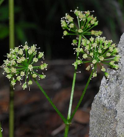 Aralia_nudicaulis_inflorescence.jpg