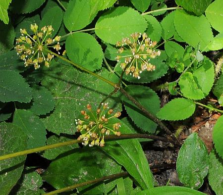 Aralia_nudicaulis_inflorescence2.jpg