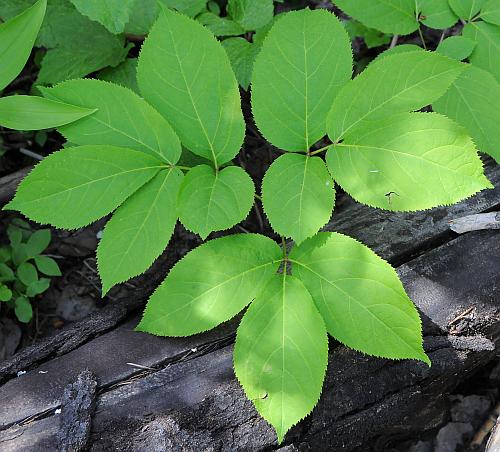 Aralia_nudicaulis_leaf1.jpg