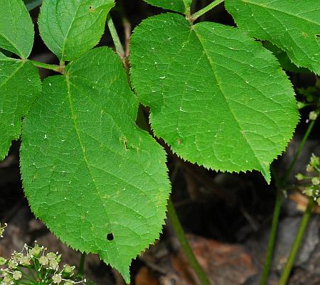 Aralia_nudicaulis_leaf1a.jpg