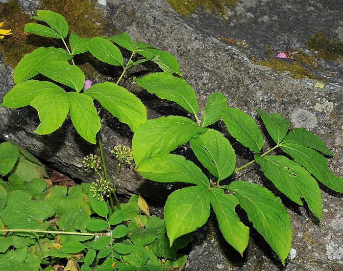 Aralia_nudicaulis_plant.jpg