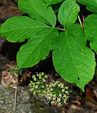 Aralia nudicaulis thumbnail