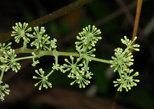 Aralia_racemosa_buds.jpg