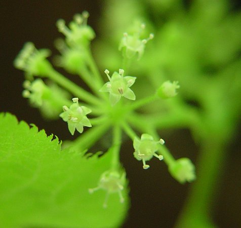 Aralia_racemosa_flowers.jpg