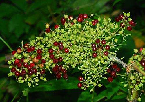 Aralia_racemosa_fruits.jpg